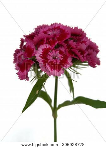 Turkish Flower Carnation ( Diánthus Barbátus)  On A White Background