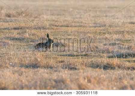 European Brown Hare (lepus Europeaus) Hiding In Field Spring Time