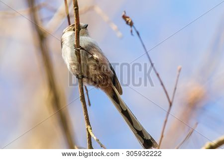 Long-tailed Tit On Branch (aegithalos Caudatus) Cute Little Bird