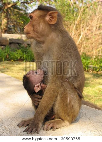 Monkey and baby 2