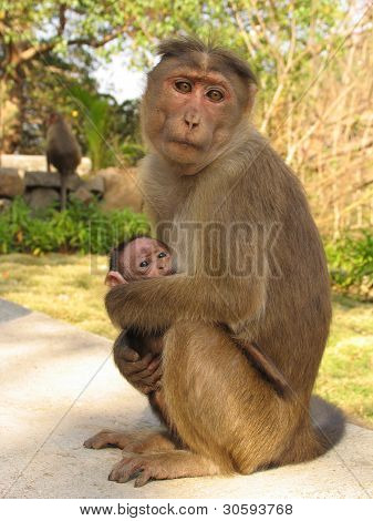 monkey and baby 1