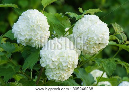 Bush Viburnum Buldenezh Wildly Blooming White Small Flowers Grouped Into Balls Macro