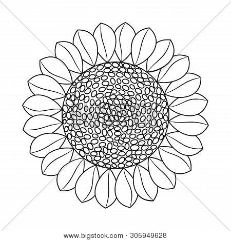 Vector Design Of Sunflower And Sunshine Icon. Set Of Sunflower And Heat Vector Icon For Stock.