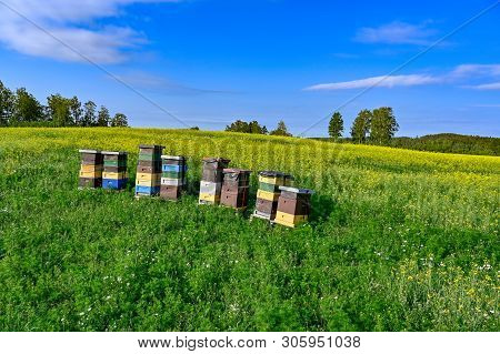Beehives Standing In A Field With Yellow Flowers