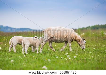 Texel Ewe Female Sheep With Newborn Lamb In Lush Green Meadow In Spring Time.