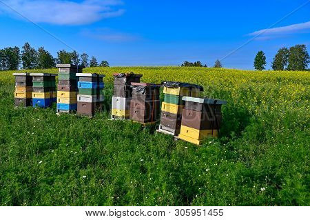 Beehives Standing In A Field With Yellow Flowers