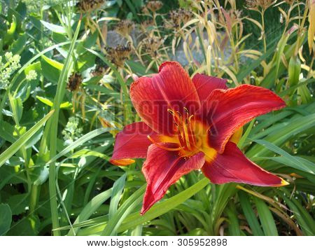 Closeup Of A Big Red Tiger Lily In The Garden Summer. Bright Red Beautiful Asiatic Macro