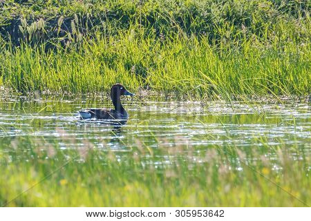 Ferruginous Duck In Natural Habitat (aythya Nyroca)
