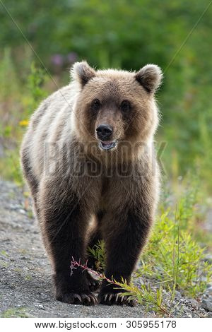 Terrible Wild Kamchatka Brown Bear (ursus Arctos Piscator) Walking In Summer Forest, And Looking Aro