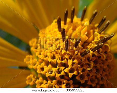 Macro Shot Maxican Sunflower, Yellow Flower Background
