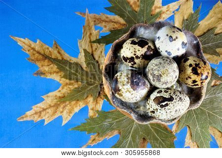 Quail Eggs -- Eggs Of Quail Birds, Partridge. The Quail Eggs Have A Spotted Color - Brown Spots, The