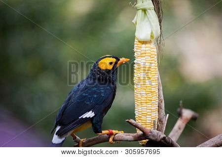 Yellow Faced Myna Eating Corn Cob At Hong Kong Park Aviary