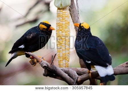 Yellow Faced Myna Eating Corn Cob At Hong Kong Park Aviary