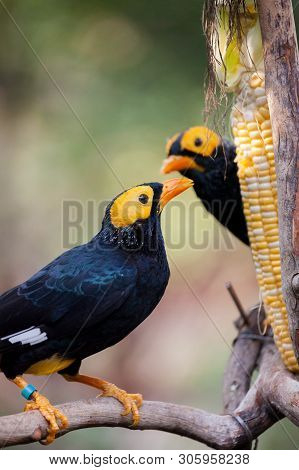 Yellow Faced Myna Eating Corn Cob At Hong Kong Park Aviary