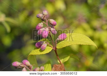Deutzia Strawberry Fields - Latin Name - Deutzia X Hybrida Strawberry Fields