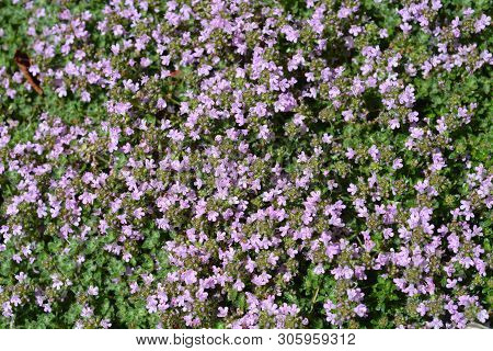 Pink Wild Thyme Flowers - Latin Name - Thymus Polytrichus