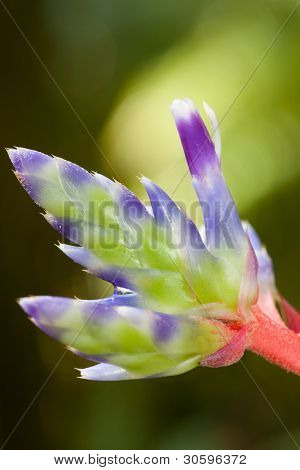 bromeliad flower