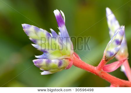 bromeliad flower
