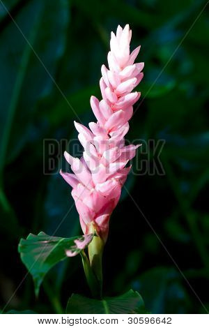 pembe zencefil