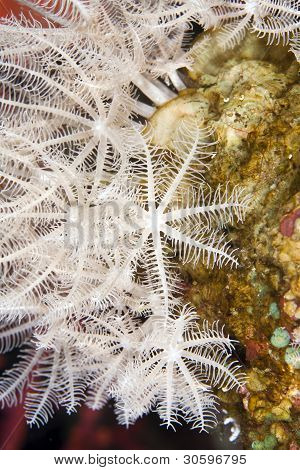 gefiederten Xenid (Anthelia Glauca)