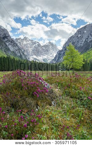 Spring In Krma Valley At The Julian Alps With Wild Flowers Blooming, Triglav National Park, Slovenia