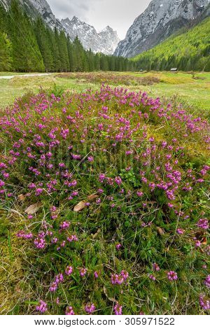 Spring In Krma Valley At The Julian Alps With Wild Flowers Blooming, Triglav National Park, Slovenia