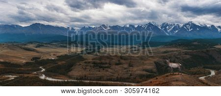Maral deer in Kurai steppe and North-Chui ridge of Altai mountains, Russia. Cloud day. Panoramic picture