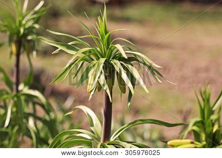 Beautiful Flowers In The Garden Close Up. Tetrastes Bonasia