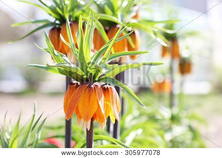 Beautiful Flowers In The Garden Close Up. Tetrastes Bonasia