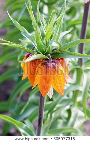 Beautiful Flowers In The Garden Close Up. Tetrastes Bonasia
