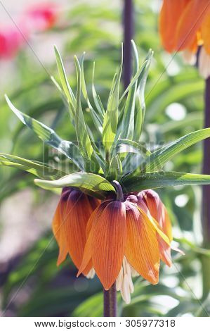 Beautiful Flowers In The Garden Close Up. Tetrastes Bonasia