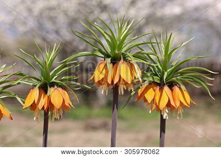 Beautiful Flowers In The Garden Close Up. Tetrastes Bonasia