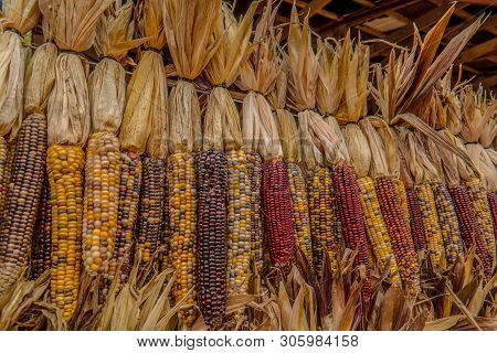Colorful Indian Corn Hanging At A Pumpkin Farm In Autumn