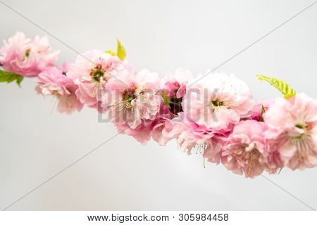 Prunus Triloba Isolated Over White