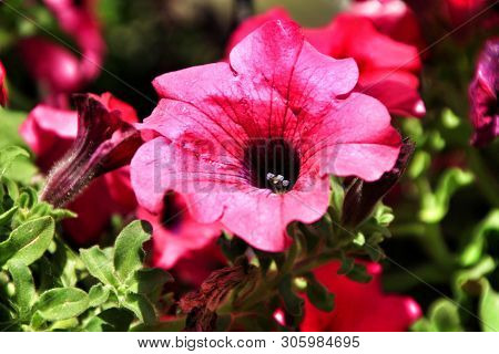 Beautiful Surfinia Pink Flowers In The Garden In Spring