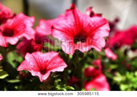 Beautiful Surfinia Pink Flowers In The Garden In Spring