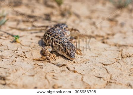 Steppe Runner Lizard Or Eremias Arguta On Dry Ground Close