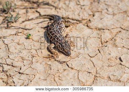 Steppe Runner Lizard Or Eremias Arguta On Dry Ground Close