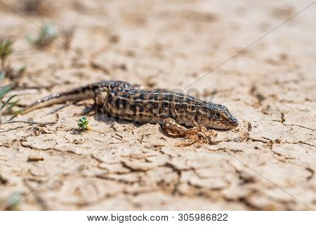 Steppe Runner Lizard Or Eremias Arguta On Dry Ground Close