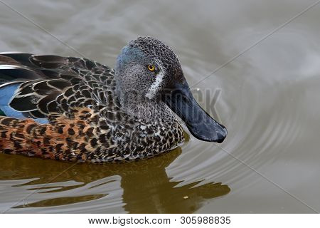 Close Up Of A Male Australasian Shoveler (spatula Rhynchotis) Swimming In The Water