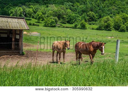 A Pair Of Farm Horses In The Pasture Enjoying The Afternoon Sun After Eating Their Hay