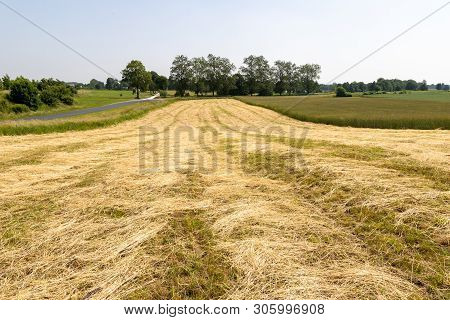 Mowed Grass At The Farmer's Field. Haymaking On A Small Field In The Countryside.