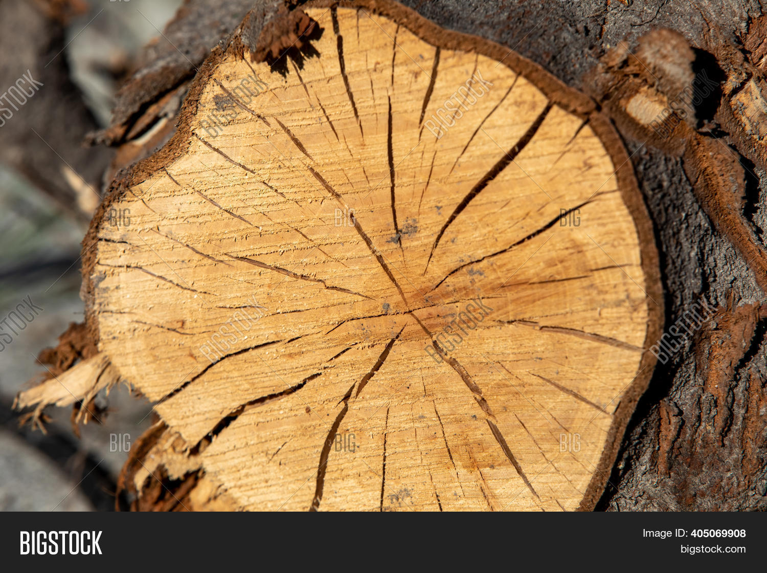 Cracked Tree Trunk Image & Photo (Free Trial) Bigstock