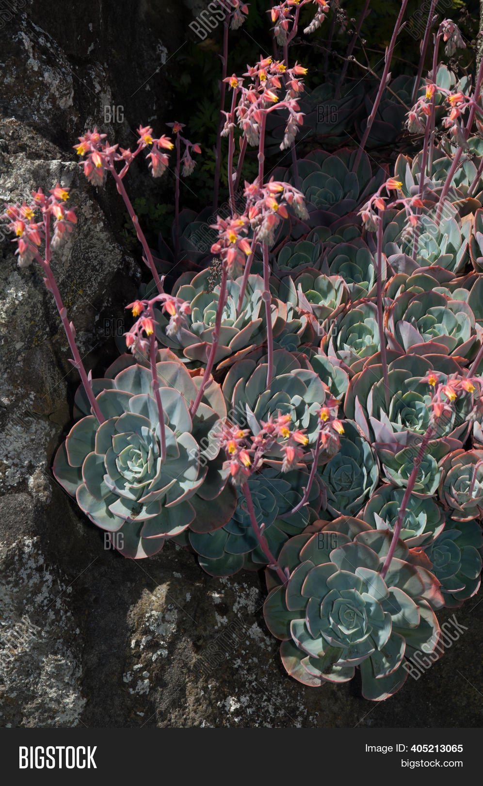 Tree Aeonium Aeonium Image & Photo (Free Trial) Bigstock