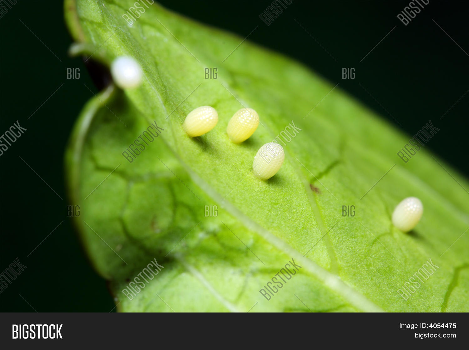 Butterfly Eggs Image & Photo (Free Trial) Bigstock