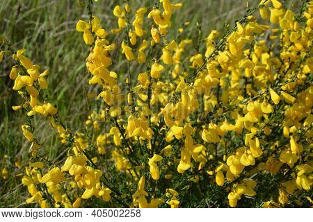 Cytisus Scoparius, Common Broom Or Scotch Broom Yellow Flowers Closeup Selective Focus.