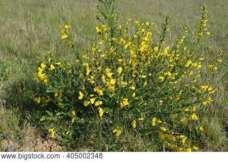 Cytisus Scoparius, Common Broom Or Scotch Broom Yellow Flowers Closeup Selective Focus.
