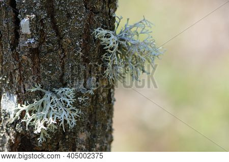 Lichen In The Wild Forest. Medicinal Mushroom Evernia Prunastri Growing On An Oak Branch. Lichens On