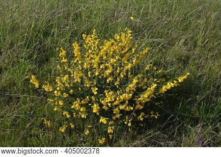 Cytisus Scoparius, Common Broom Or Scotch Broom Yellow Flowers Closeup Selective Focus.