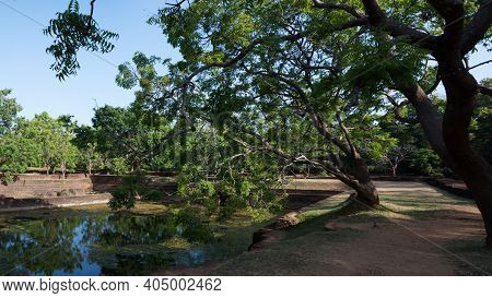 Old Green Trees Near A Pond With Water On A Sunny Day At Sigiriya, Sri Lanka